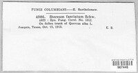 Stereum ostrea image